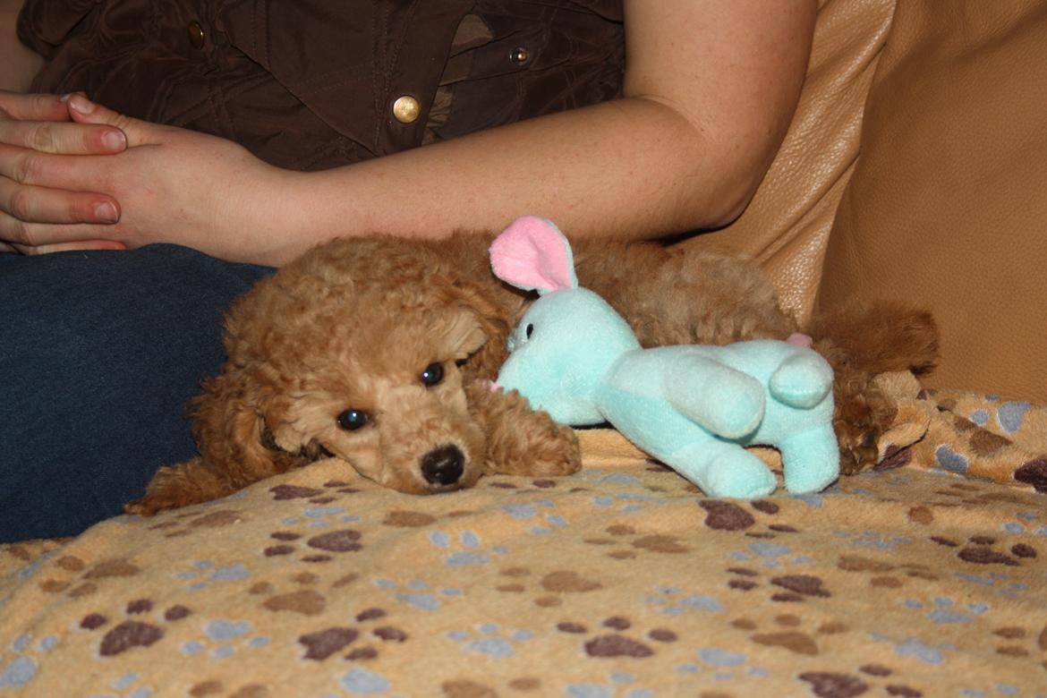 Dværgpuddel Nahla - 28-11-15 billede 20