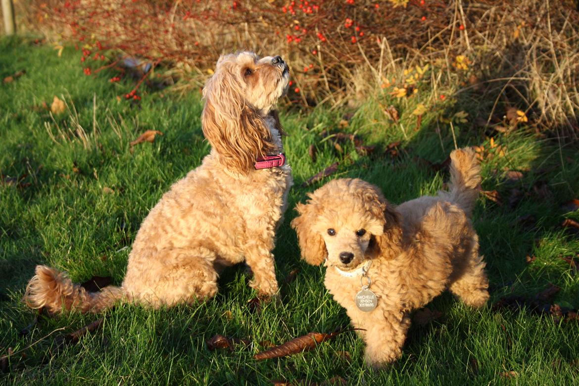 Dværgpuddel Nahla - 28-11-15 billede 30