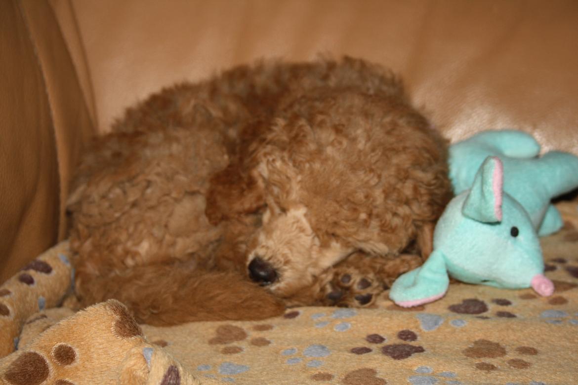 Dværgpuddel Nahla - 28-11-15 billede 31