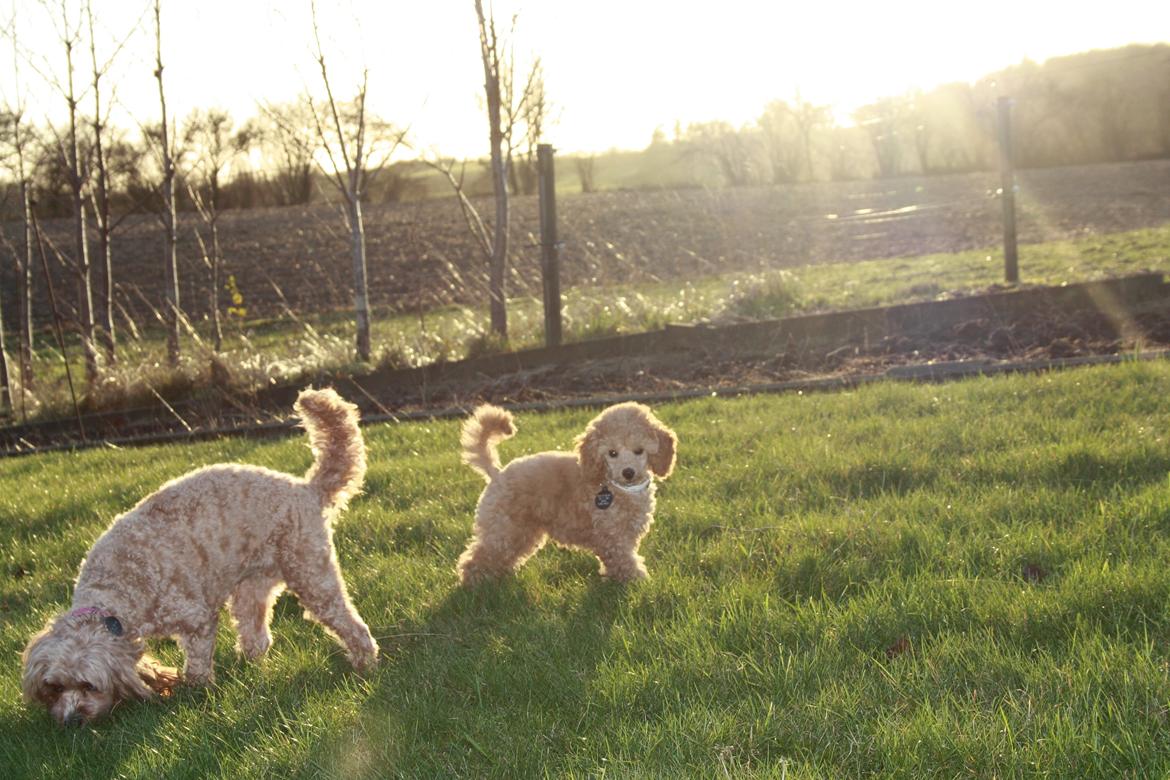 Dværgpuddel Nahla - 28-11-15 billede 23