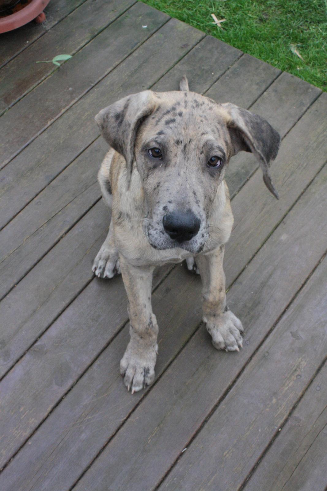 Grand danois Zæsar - 12 uger  billede 11