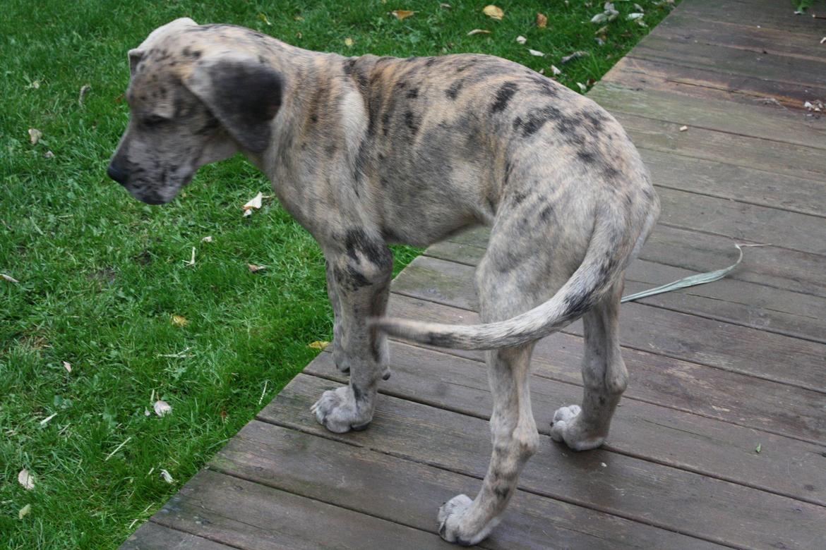 Grand danois Zæsar - 12 uger billede 12