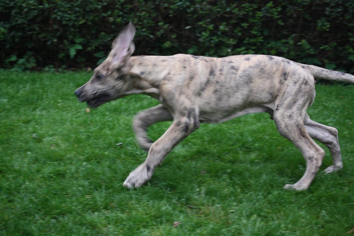 Grand danois Zæsar - 15 uger  billede 13