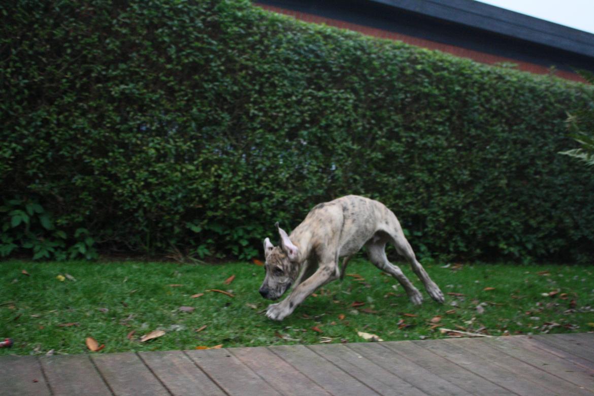 Grand danois Zæsar - 15 uger  billede 15