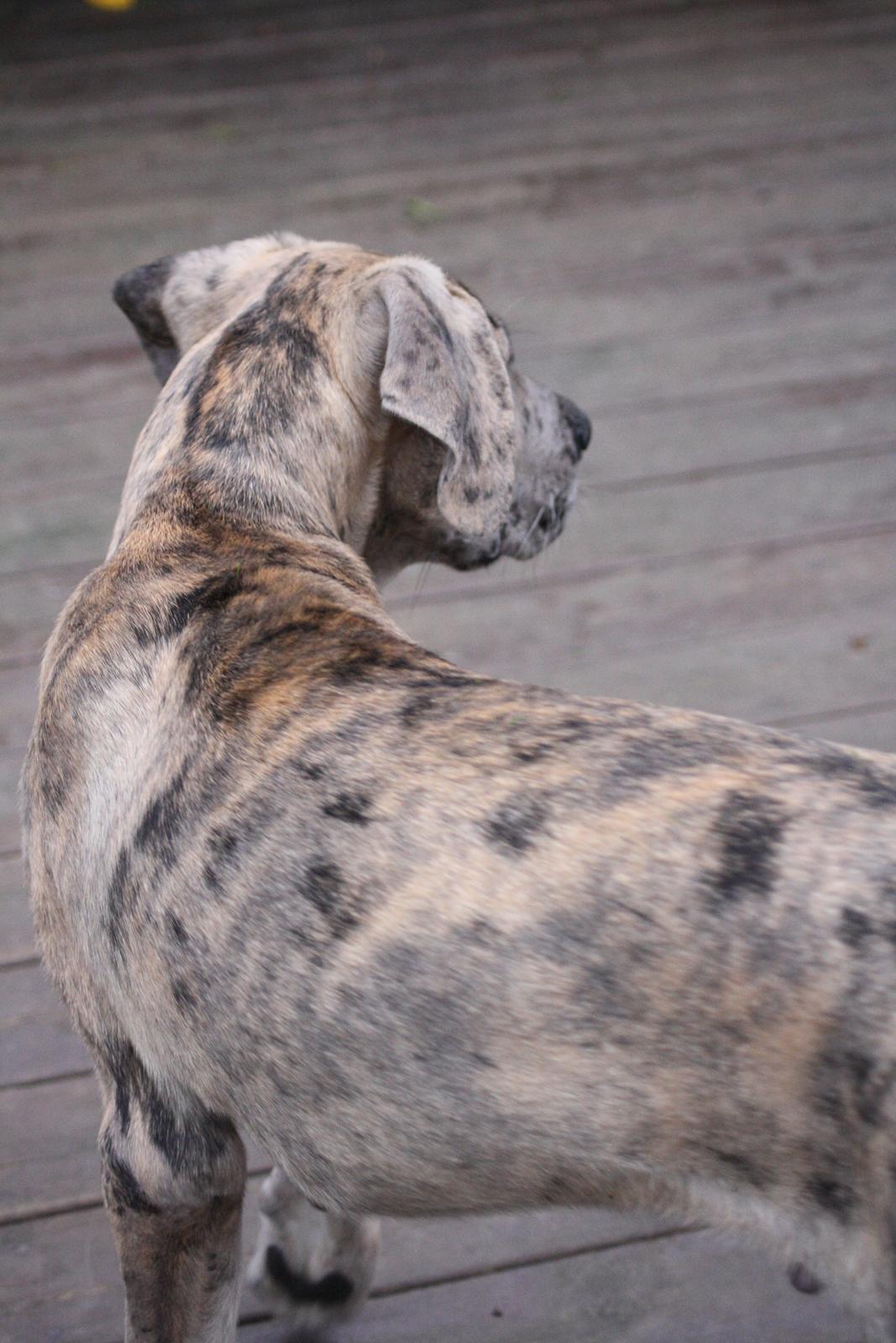 Grand danois Zæsar - 15 uger  billede 14