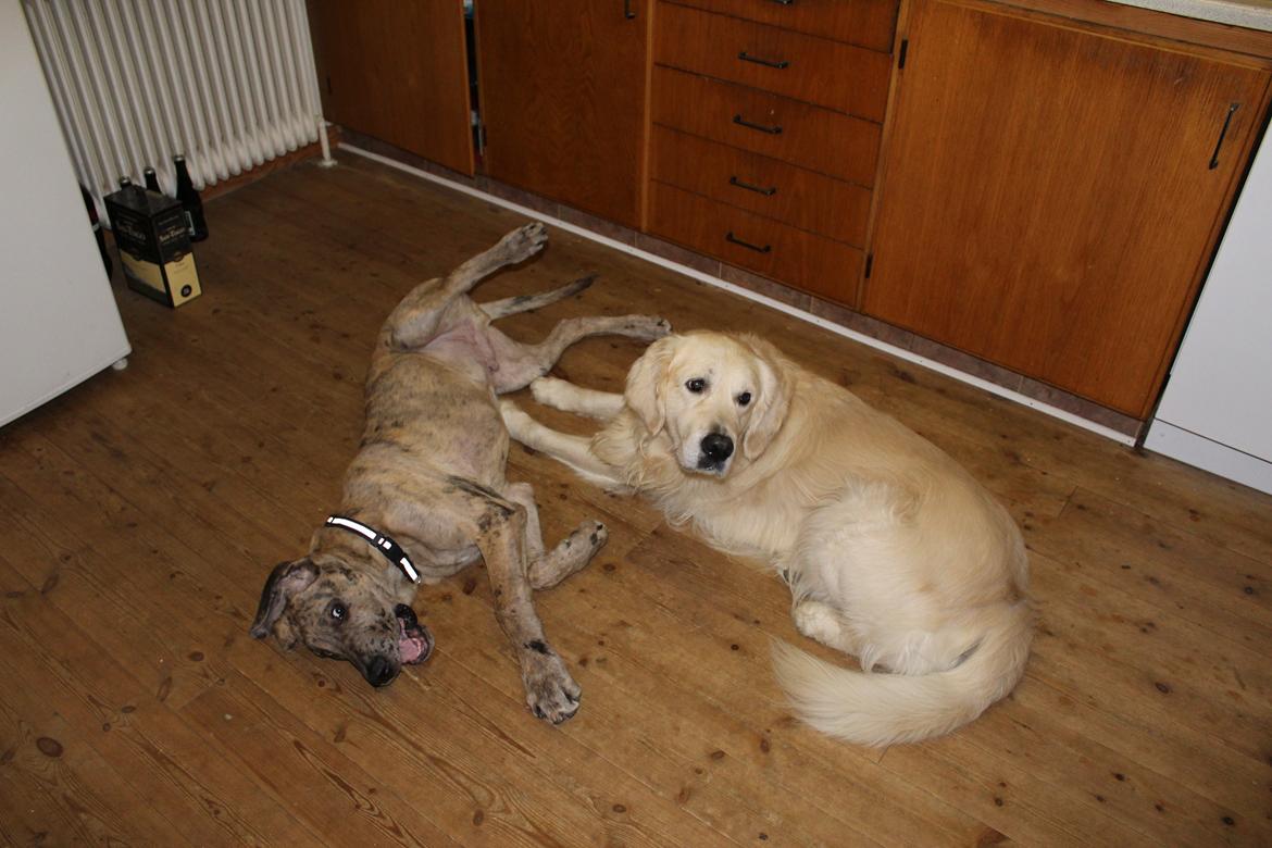 Grand danois Zæsar - 19 uger  billede 16