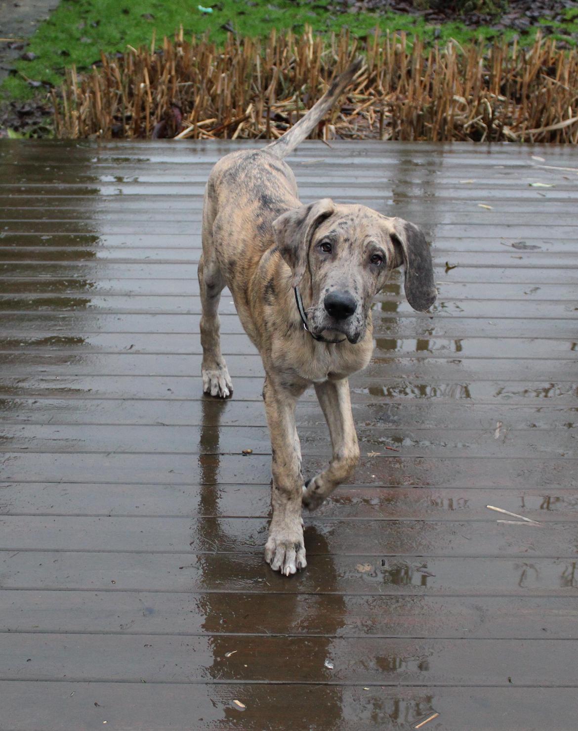 Grand danois Zæsar - 19 uger billede 19