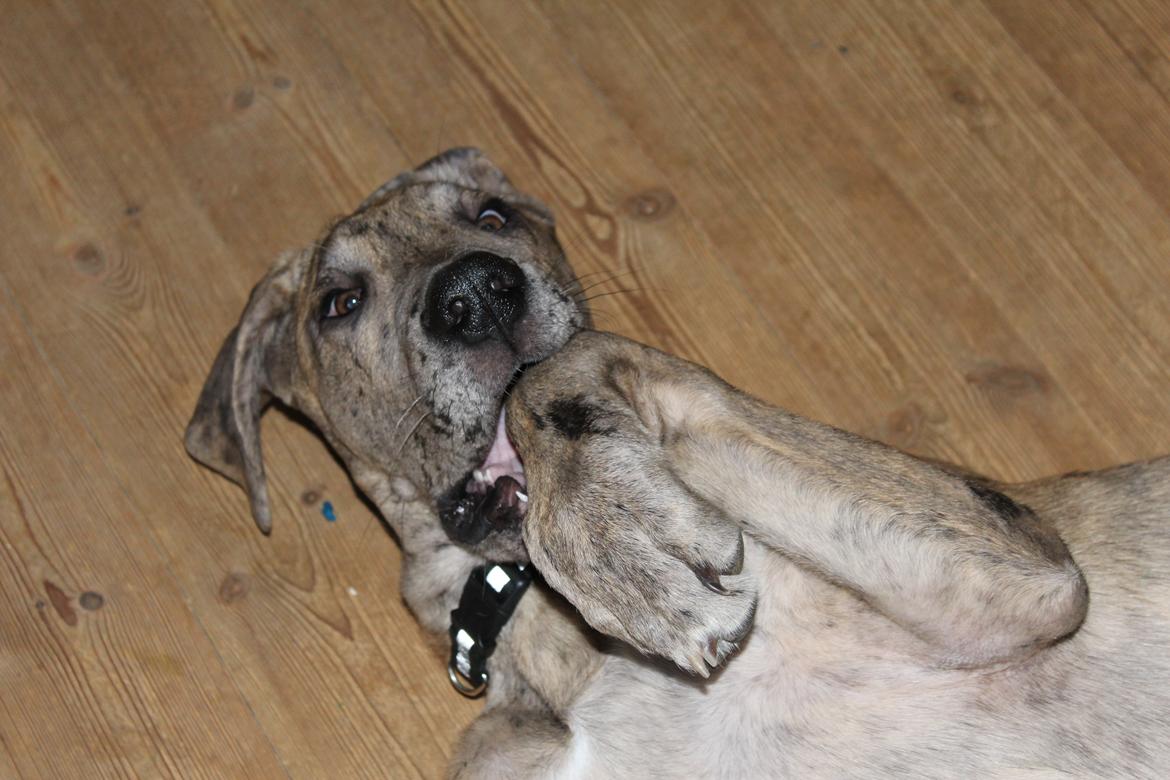 Grand danois Zæsar - 19 uger billede 20