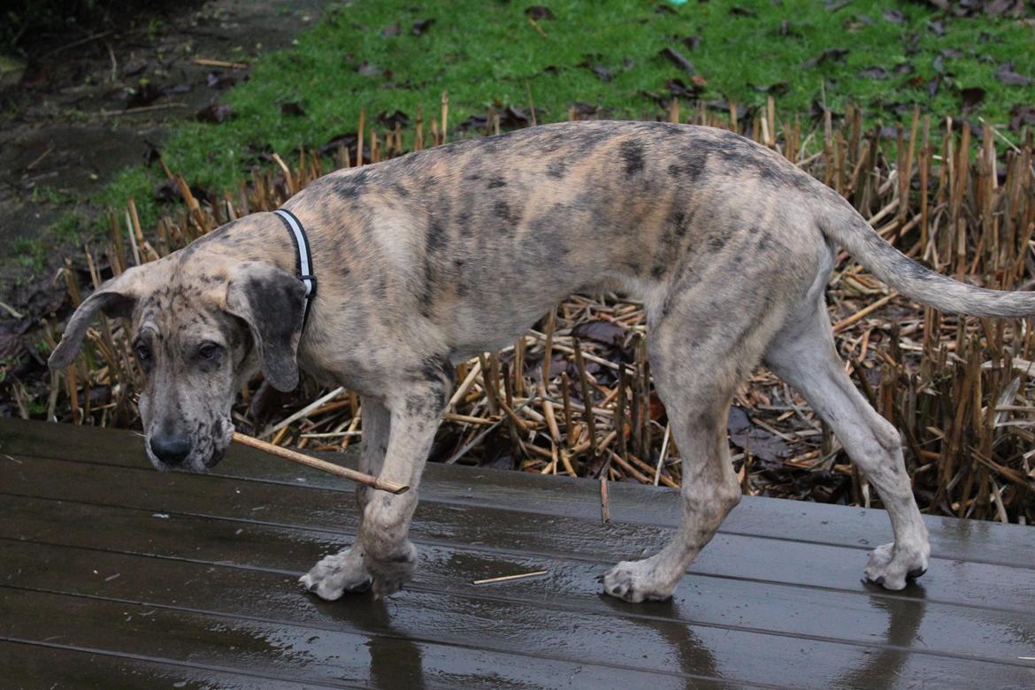 Grand danois Zæsar - 19 uger billede 17