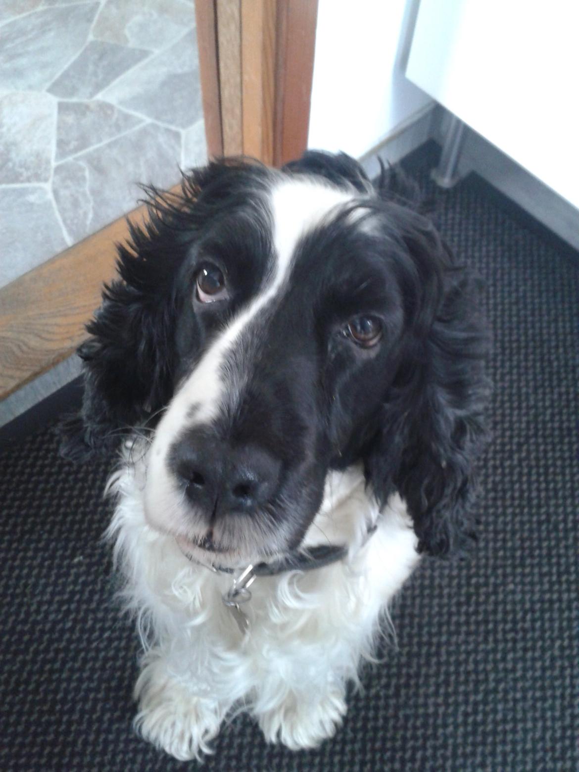 Cocker spaniel Perle billede 19