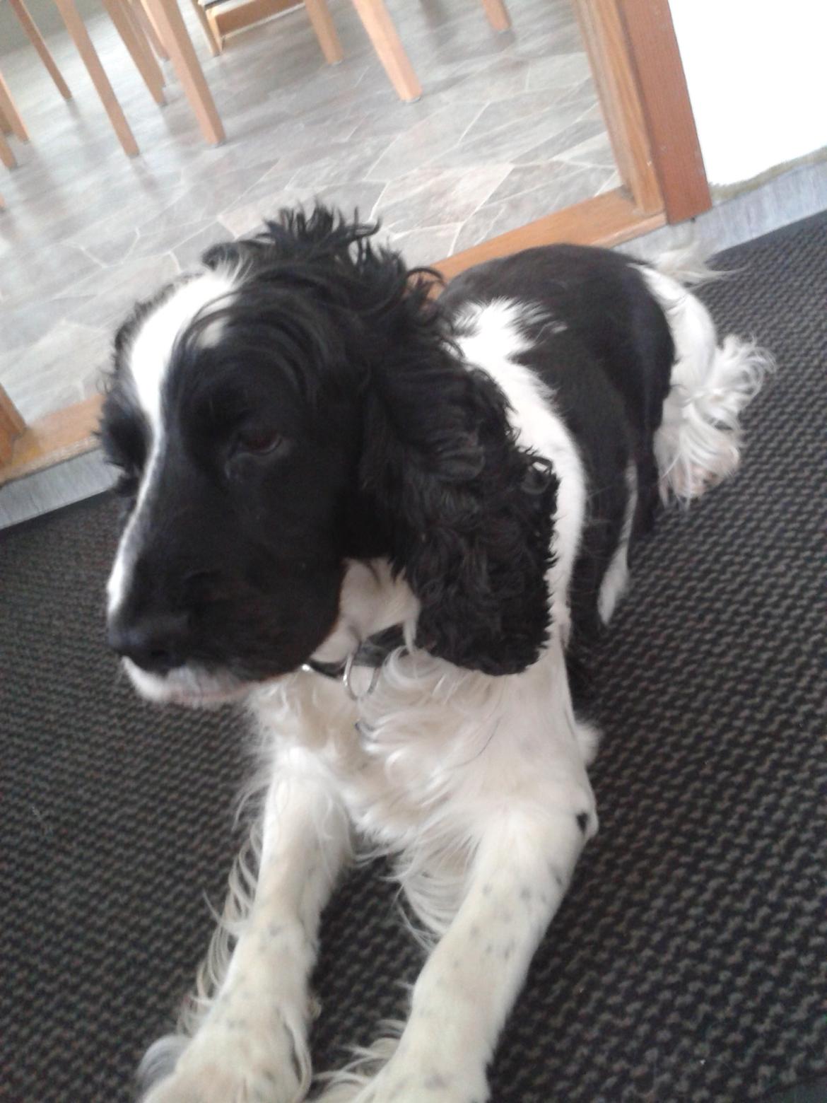 Cocker spaniel Perle billede 20