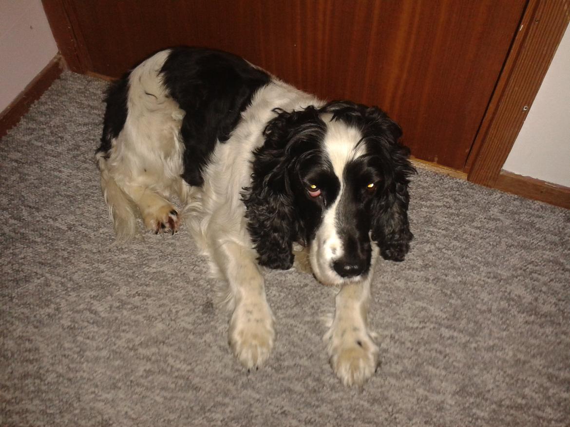 Cocker spaniel Perle billede 21