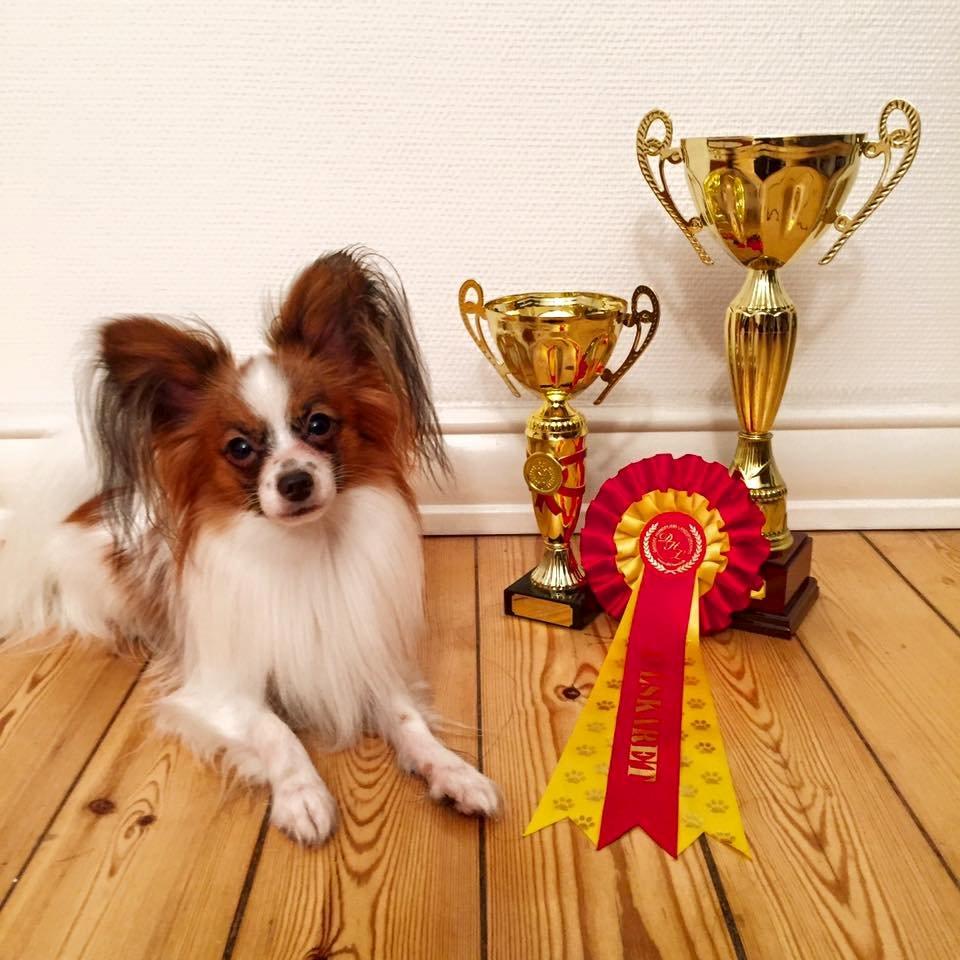 Papillon Askepot's Nemo "Louie" billede 29