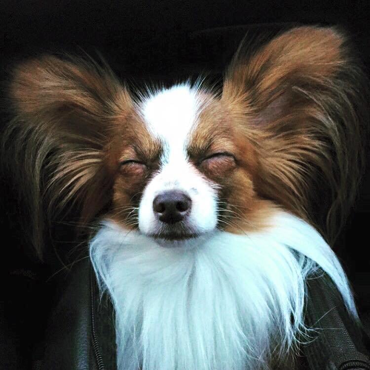 Papillon Askepot's Nemo "Louie" billede 30