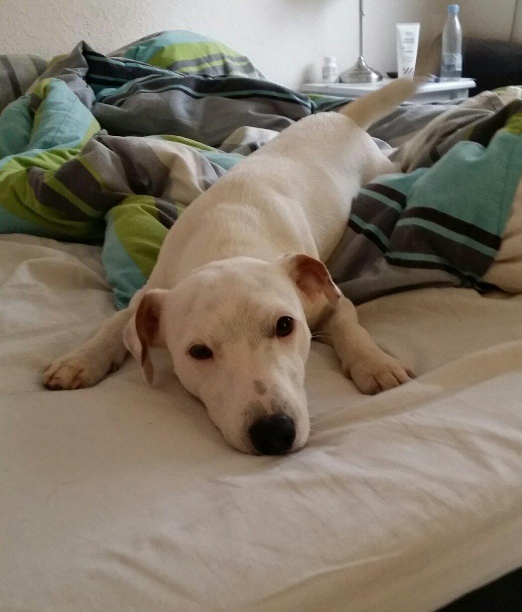 Jack russell terrier Spot of Top Noch (jackson) R.I.P billede 10