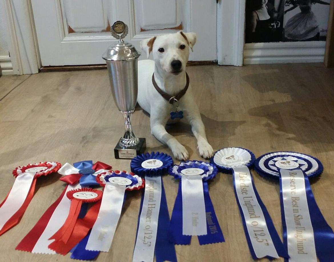 Jack russell terrier Spot of Top Noch (jackson) R.I.P billede 11