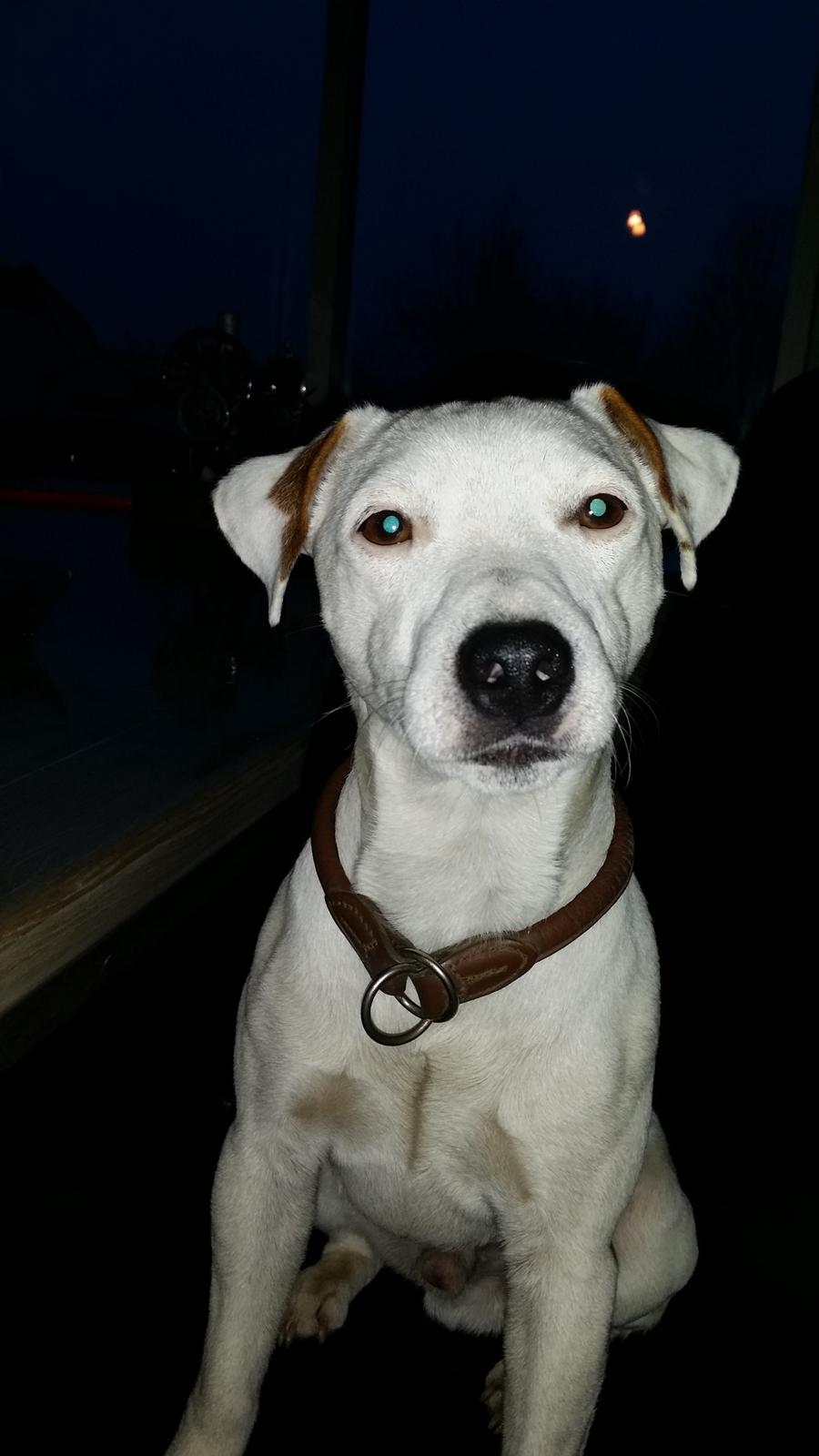 Jack russell terrier Spot of Top Noch (jackson) R.I.P billede 12