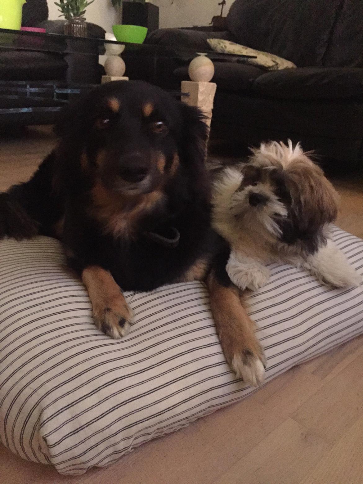 Lhasa apso Lucca - Asta og Lucca billede 18