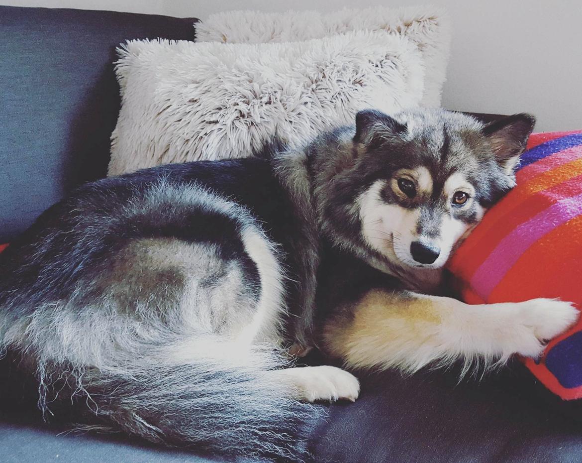 Finsk lapphund Kirsikka billede 1