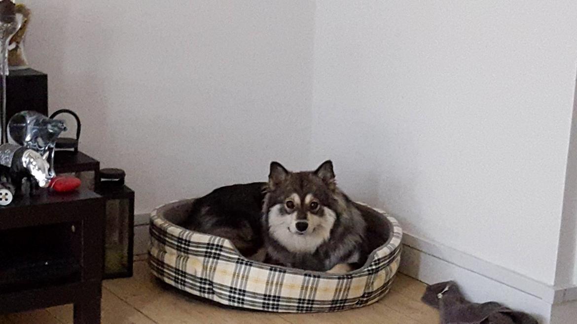 Finsk lapphund Kirsikka billede 2