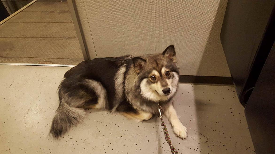 Finsk lapphund Kirsikka billede 3