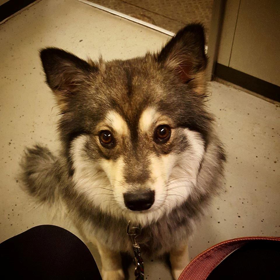 Finsk lapphund Kirsikka billede 4