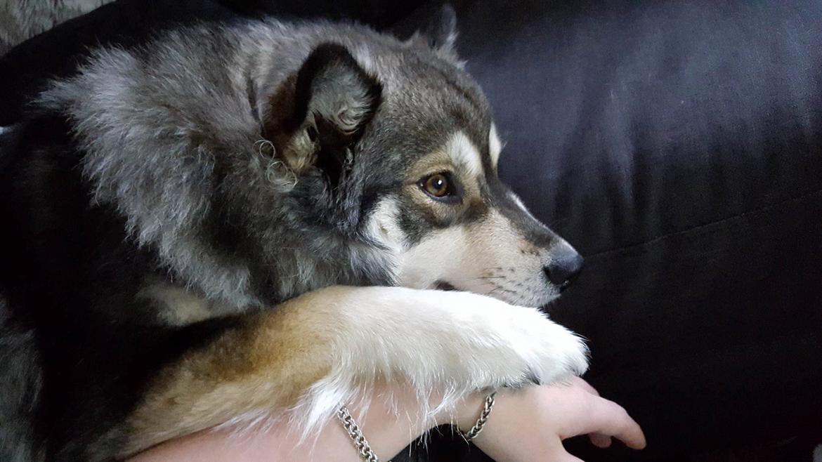 Finsk lapphund Kirsikka billede 5