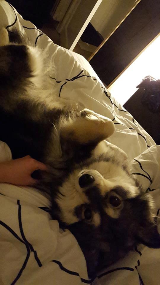 Finsk lapphund Kirsikka billede 6