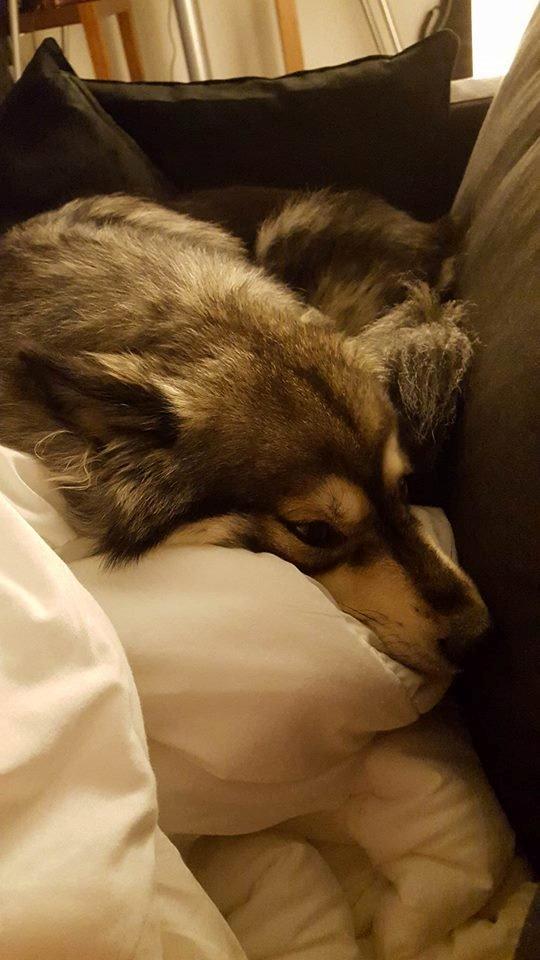 Finsk lapphund Kirsikka billede 7