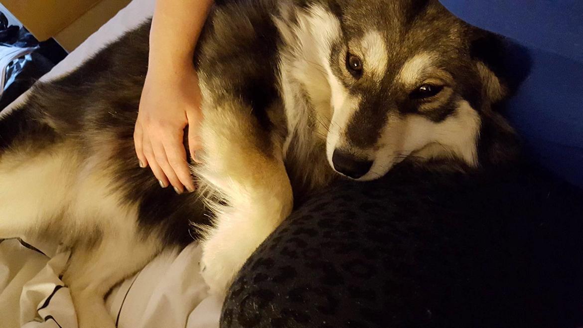 Finsk lapphund Kirsikka billede 8