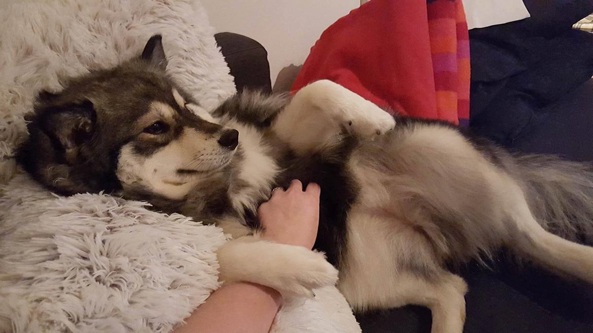 Finsk lapphund Kirsikka billede 9