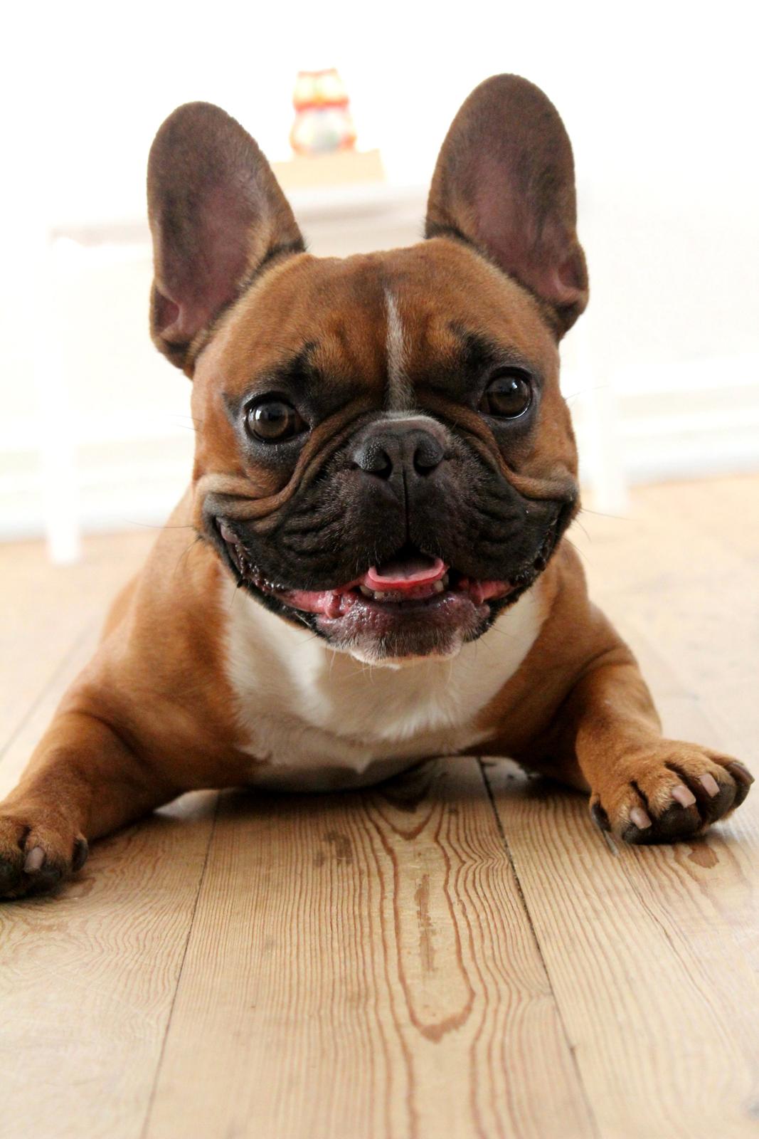 Fransk bulldog Arnold billede 8