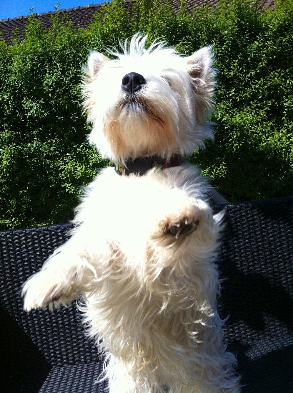 West highland white terrier Ozzy billede 1