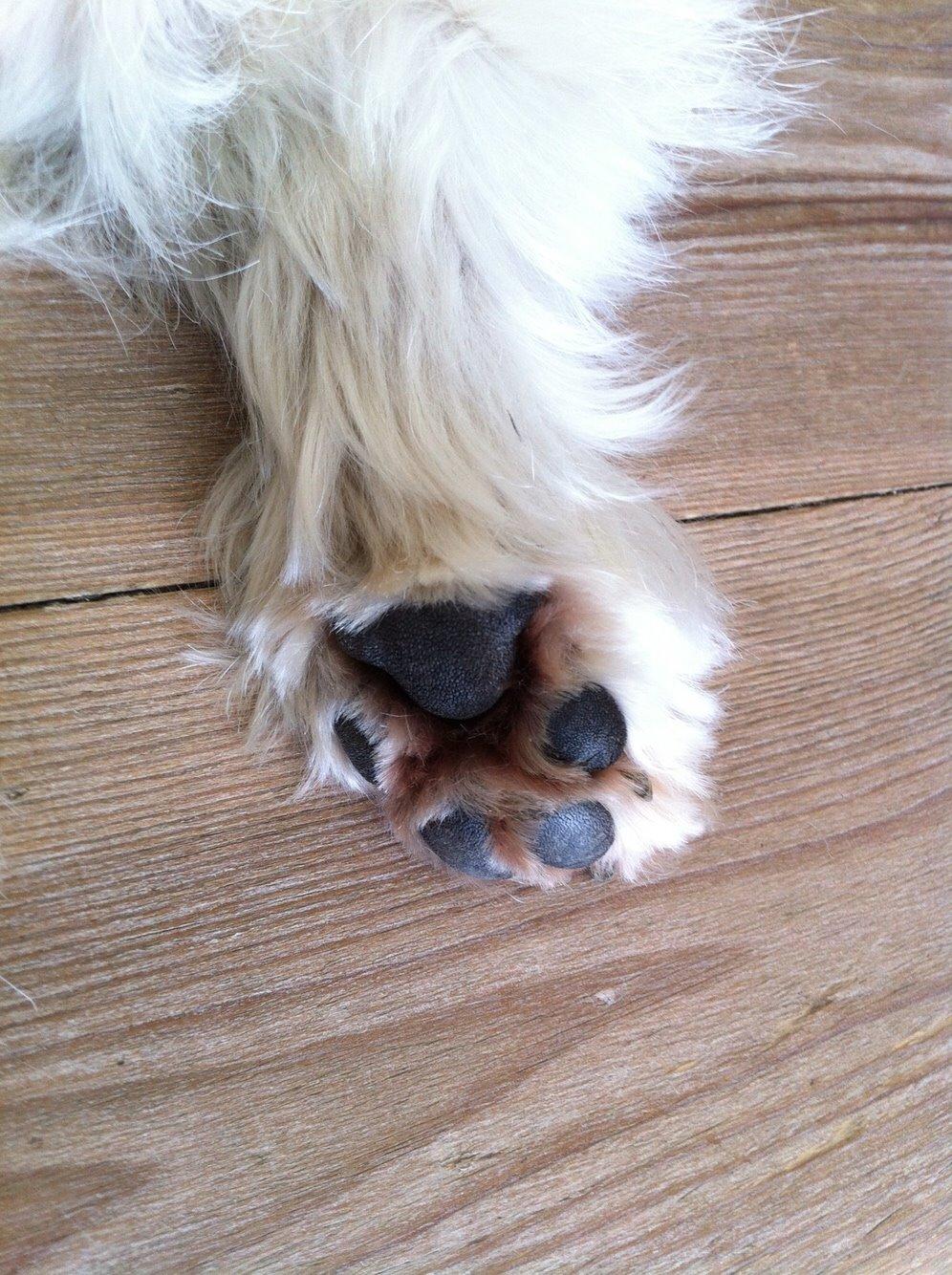 West highland white terrier Ozzy billede 2