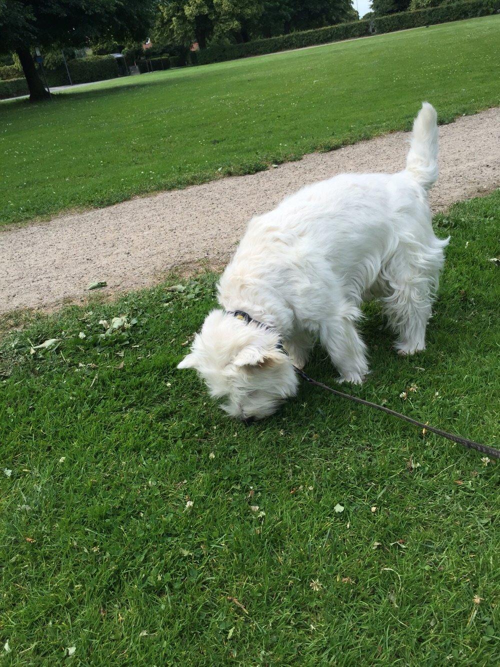 West highland white terrier Ozzy billede 3