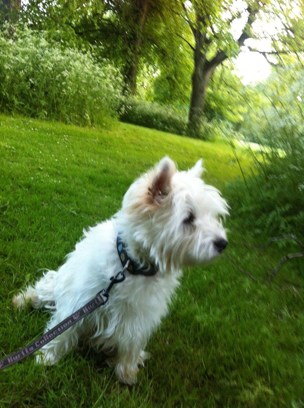 West highland white terrier Ozzy billede 4