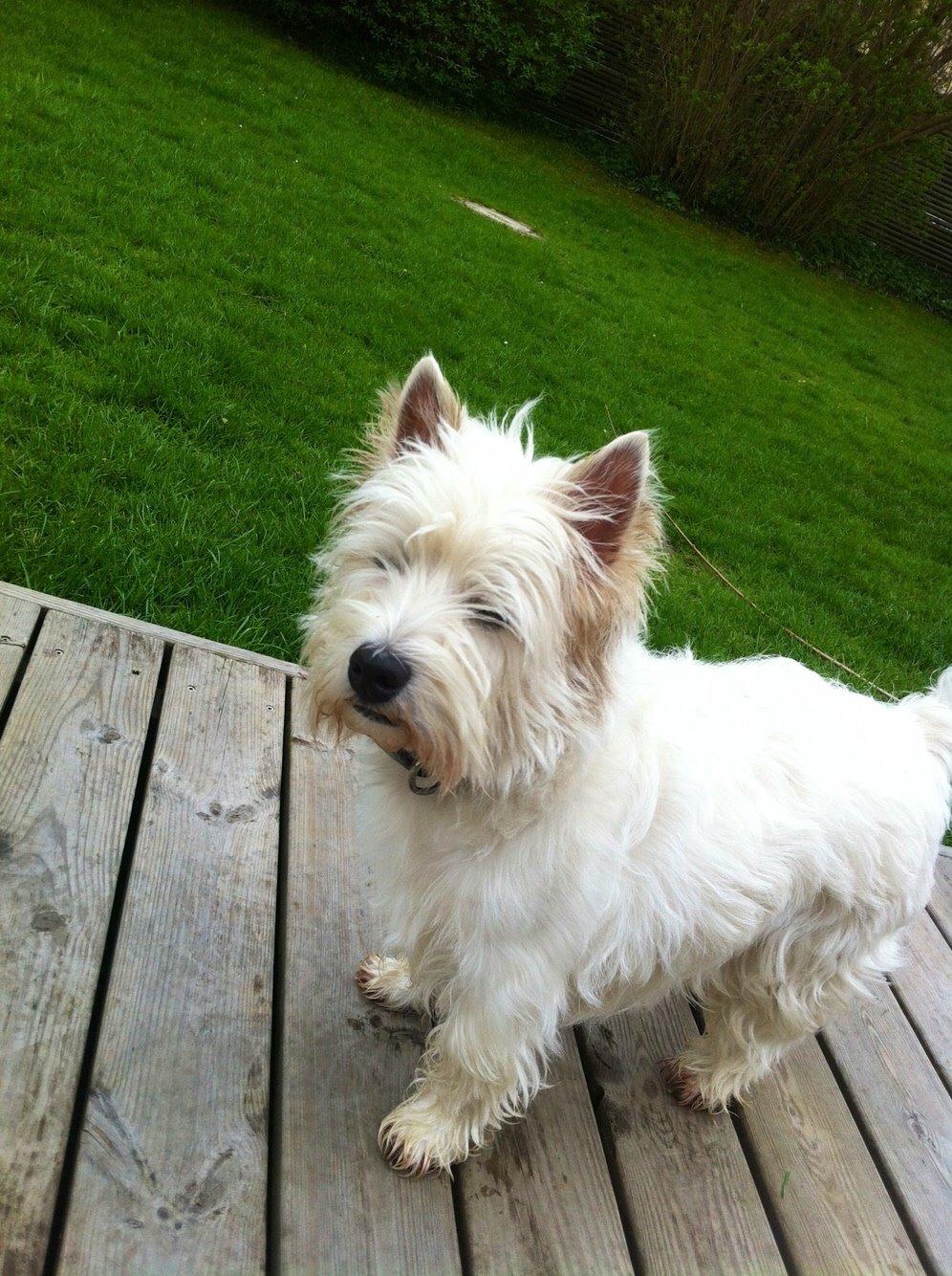 West highland white terrier Ozzy billede 5