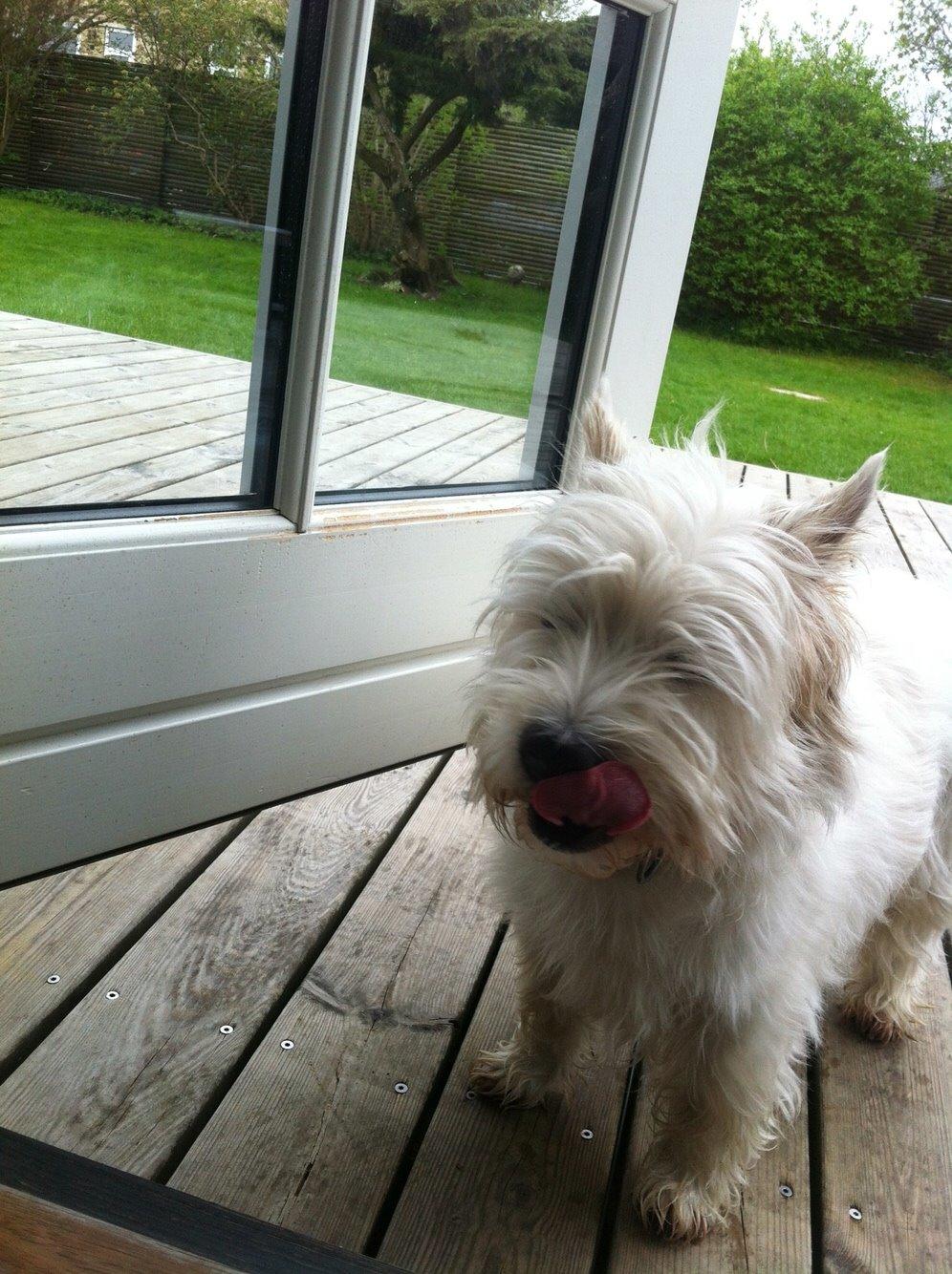 West highland white terrier Ozzy billede 6