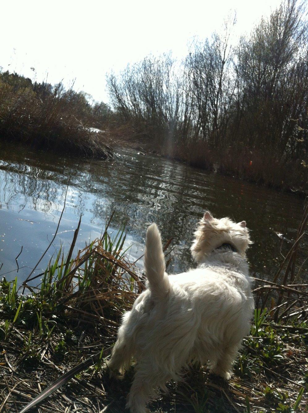 West highland white terrier Ozzy billede 7