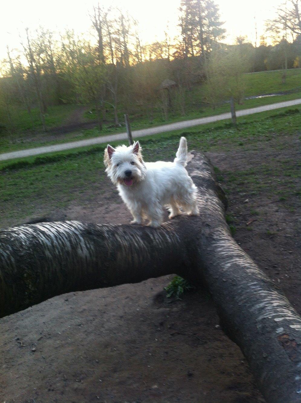 West highland white terrier Ozzy billede 8