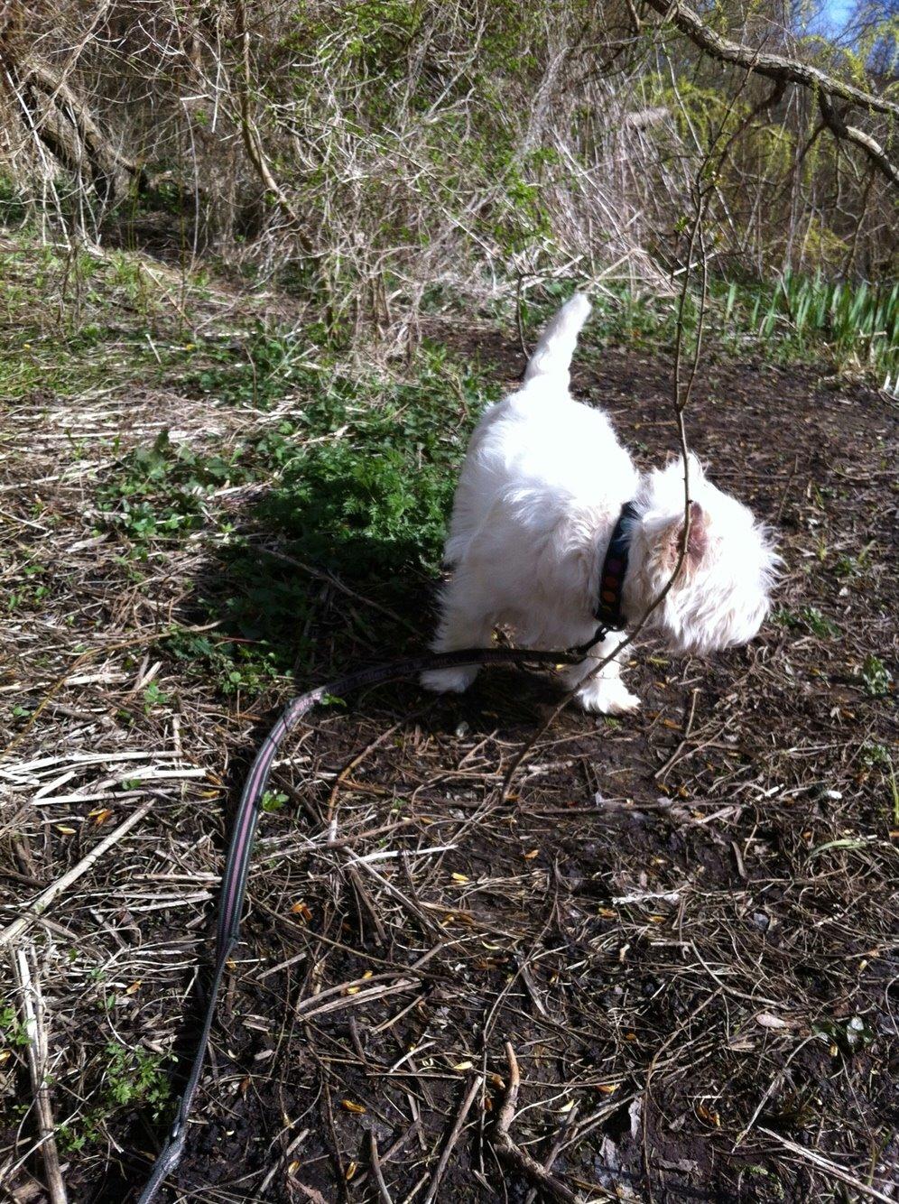 West highland white terrier Ozzy billede 9