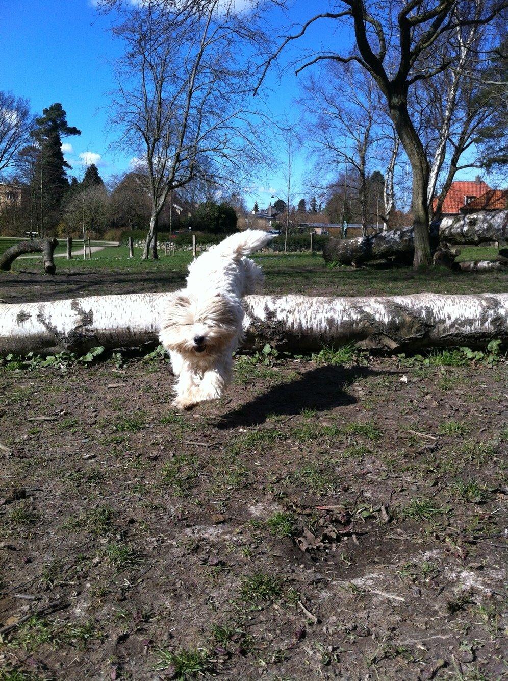 West highland white terrier Ozzy billede 10