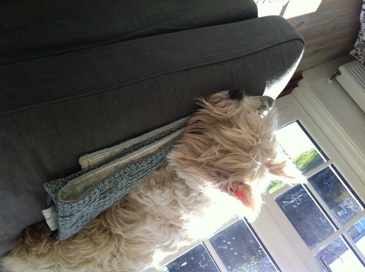 West highland white terrier Ozzy billede 11