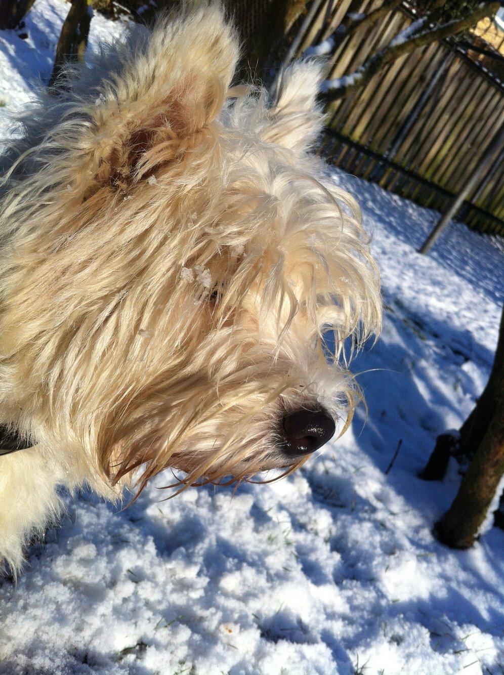 West highland white terrier Ozzy billede 12