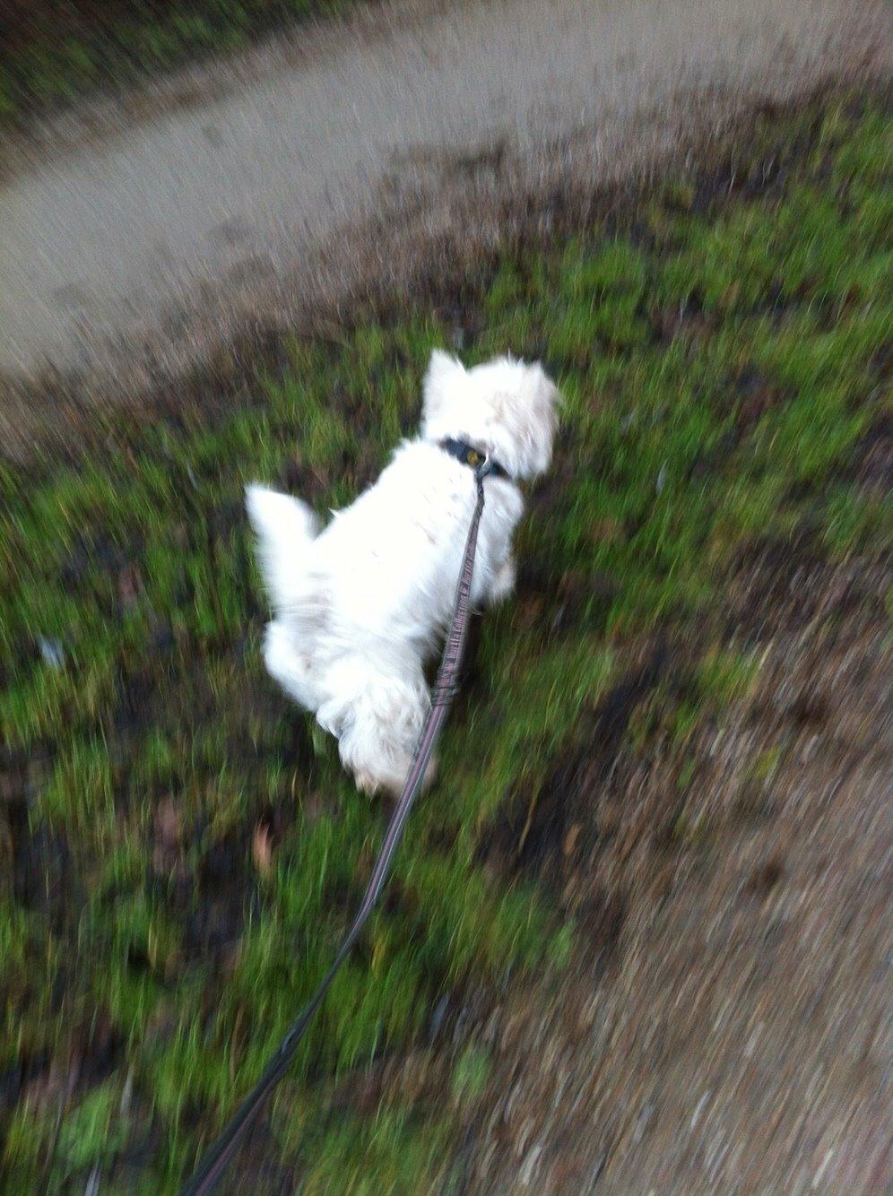 West highland white terrier Ozzy billede 13
