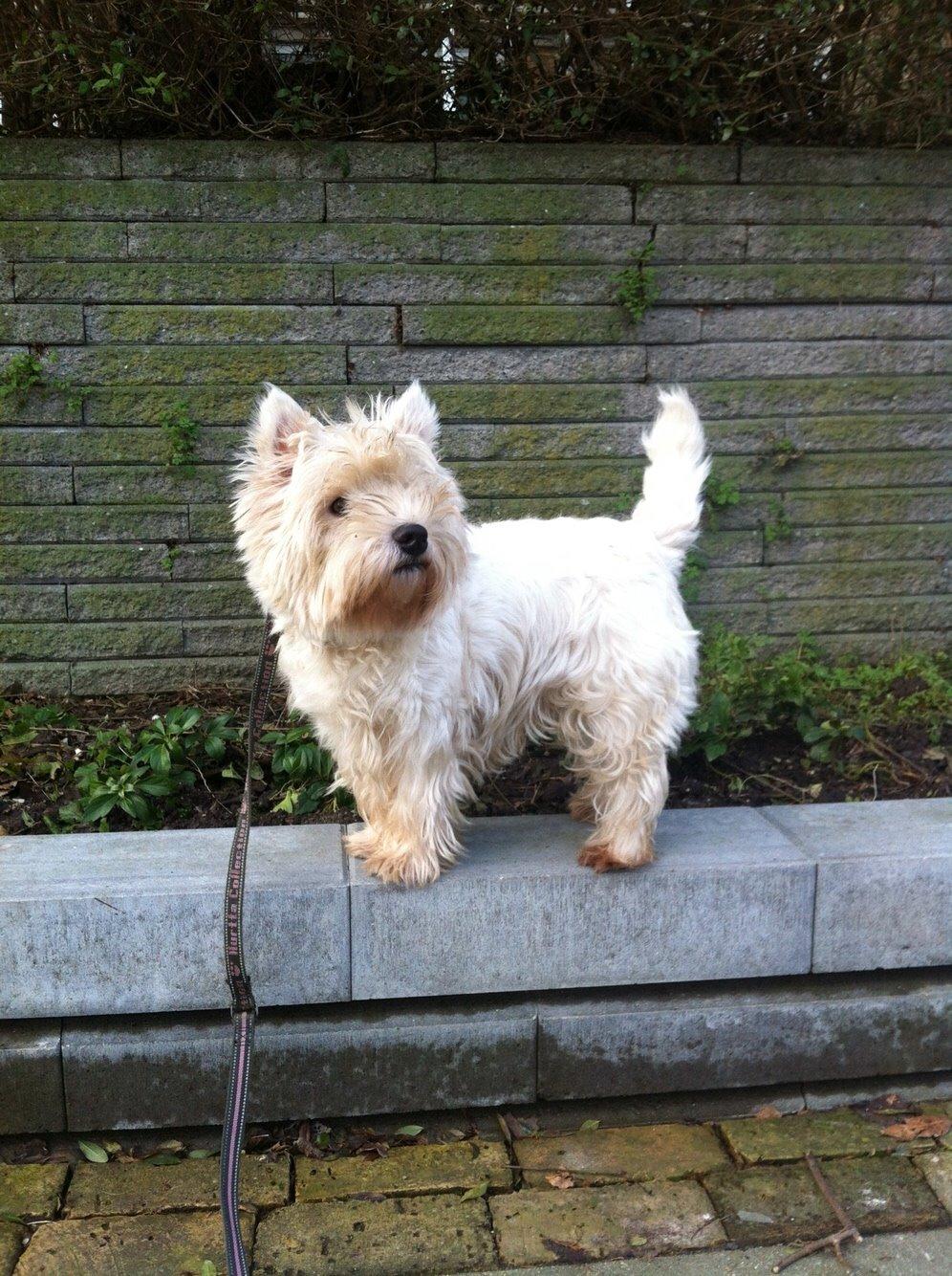 West highland white terrier Ozzy billede 14