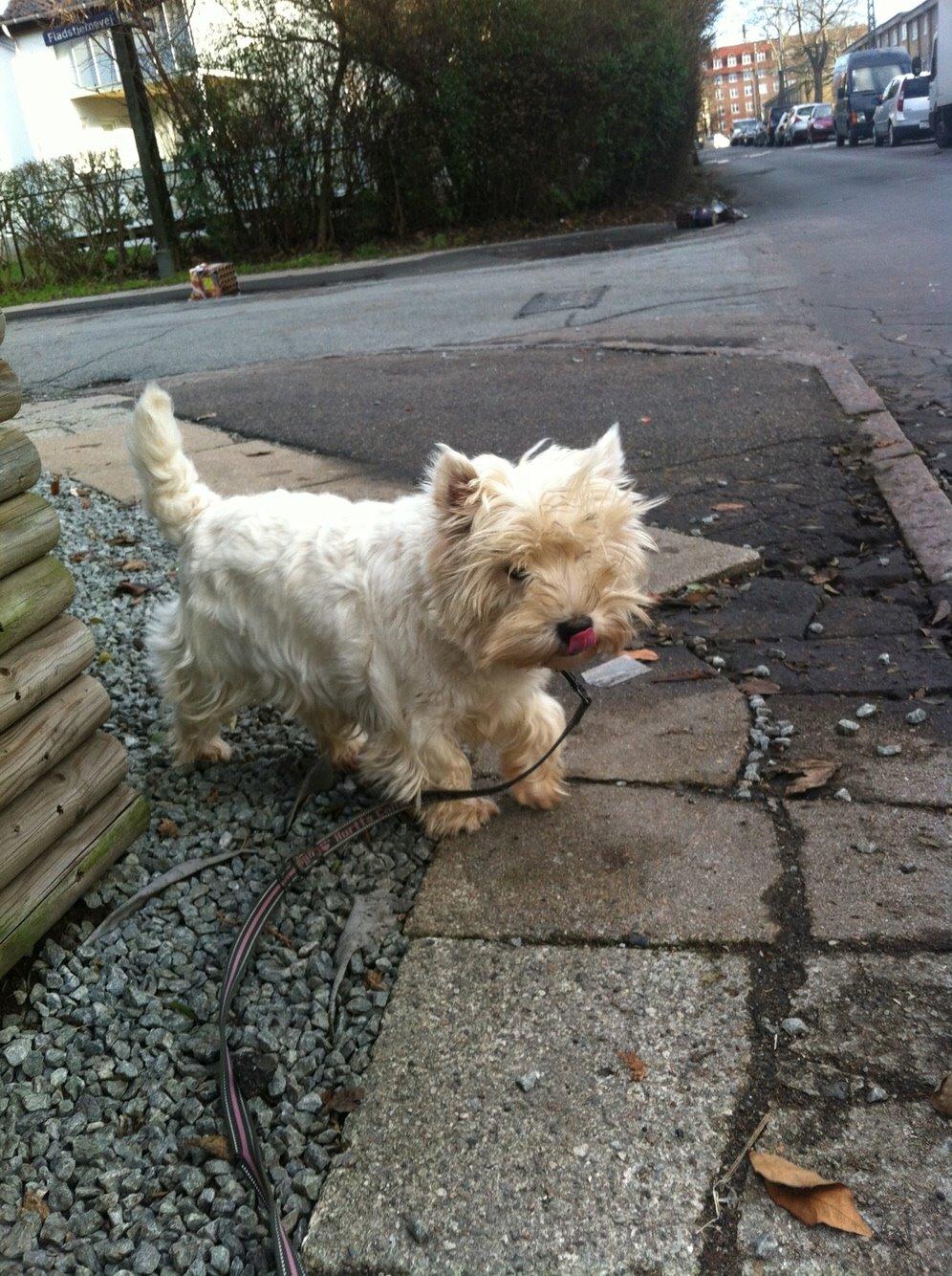 West highland white terrier Ozzy billede 15