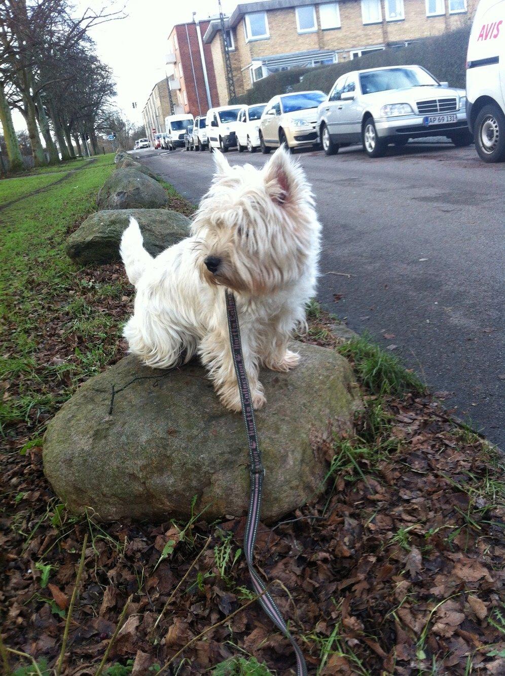 West highland white terrier Ozzy billede 16