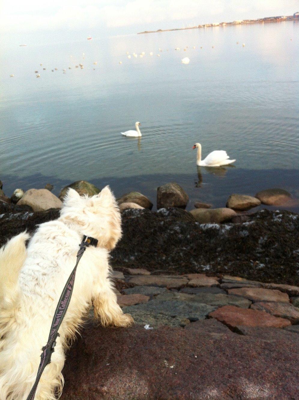 West highland white terrier Ozzy billede 17