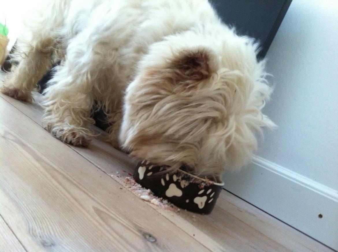 West highland white terrier Ozzy billede 19